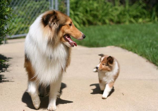 /Images/uploads/Minnesota Spay Neuter Assistance Program/MNSNAP/entries/9471thumb.jpg